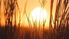 Saullekts Saulriets Saule Lauki 49824419